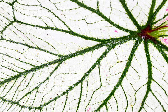 Graphic botanical texture of Caladium candidum showing beautiful vein patterns. White ornamental leaf macro photography with intricate organic structures. Vibrant abstract nature pattern.