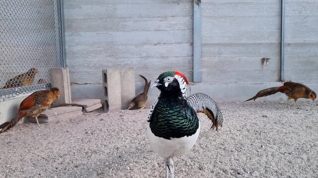 Striking male Lady Amherst pheasant with black and white neck feathers in a sandy enclosure. Group of pheasants in an outdoor aviary. Professional wildlife photography and captive bird breeding.