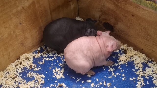 Black and pink hairless guinea pigs resting in a wooden cage with blue flooring and wood shavings. These skinny pig breeds are unique exotic small pets known for their smooth skin and appearance.