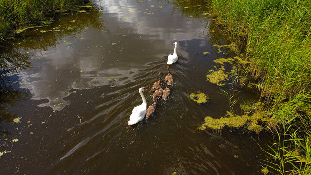 Aerial View of Mute Swan Family with Cygnets Swimming in Narrow Waterway