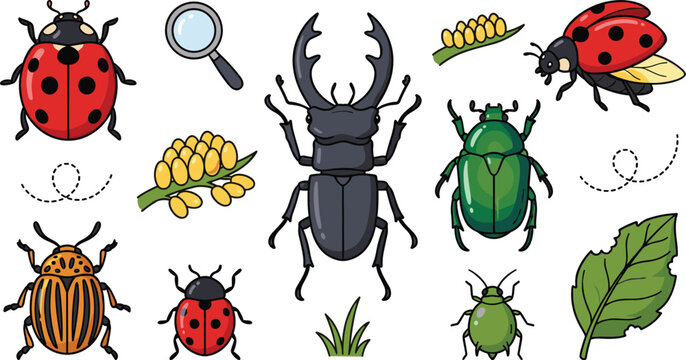 Insects and bugs cartoon vector collection with stag beetle ladybug potato beetle green scarab eggs magnifying glass isolated on white background