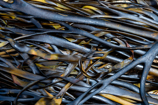 Close-up texture of bull kelp seaweed cochayuyo