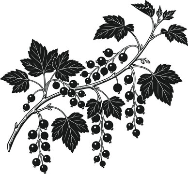 Blackcurrant branch silhouette isolated on transparent background botanical illustration