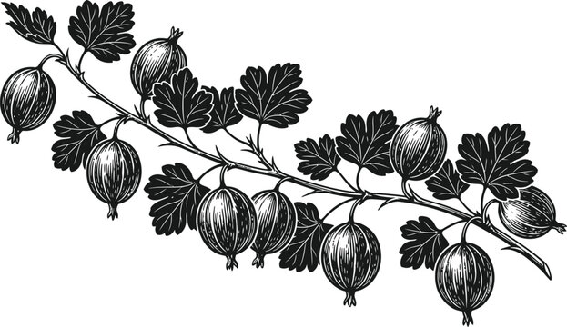Gooseberry branch silhouette isolated on transparent background vintage botanical illustration