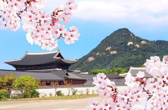 Sakura blossoming spring season. Horizontal banner with branch of blooming sakura, Gwanghwamun Gate of Gyeongbokgung palace, Seoul, South Korea. Topic of travel, trip abroad on vacation, cruises, tour