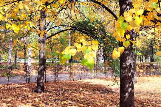 Calm fall season. Beautiful landscape with linden alley in autumn park. Lindens trees with green, yellow and orange leaves and footpath in the town park in sunny day. Lime trees form a beautiful alley