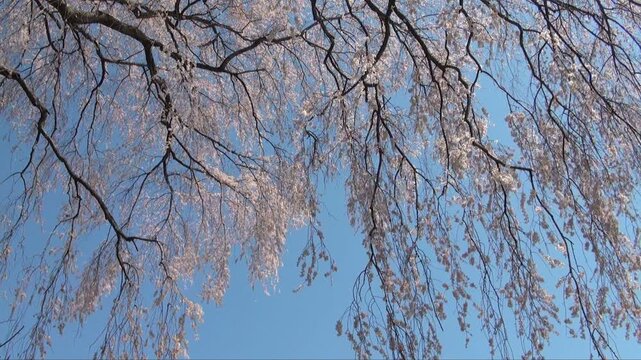 風に揺れる老樹のしだれ桜