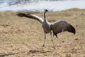 Obraz premium Dancing Eurasian Crane Pointing Wing at Lake Hornborga Sweden