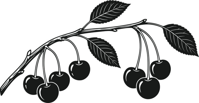 Cherry branch silhouette isolated on transparent background fruit illustration