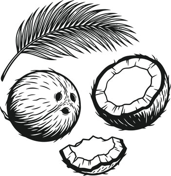 Coconut silhouette and palm leaf isolated on transparent background tropical fruit illustration