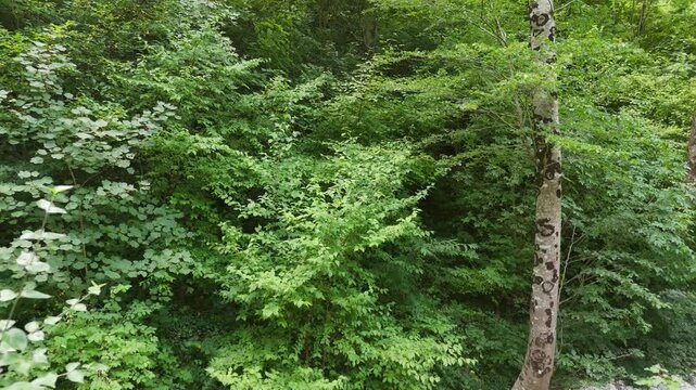 Albero dal tronco chiaro con corteccia macchiata immerso in vegetazione fitta e fogliame verde in un ambiente boschivo rigoglioso e incontaminato