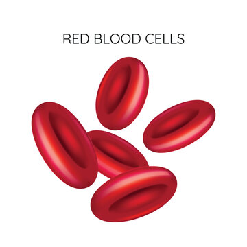 Glossy red blood cells clustered in isolated scientific illustration with biconcave discs, reflective highlights, realistic shading, and clean white background, with red, blood, cell, erythrocyte