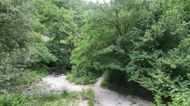 Sentiero roccioso immerso in una foresta verde con vegetazione fitta e terreno naturale. Scena selvaggia, luminosa e incontaminata, tipica di un ambiente boschivo