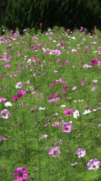 秋風に揺れるコスモスの花々　タテ映像