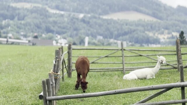 Black and white photo of two llamas grazing in a fenced hillside pasture with a blurred mountain background