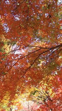 秋風に揺れそよぐ紅葉　タテ映像