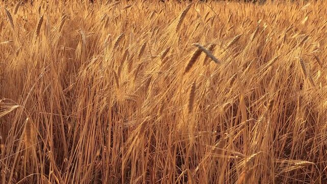 Golden ripe wheat ears swaying in a field in warm sunlight, close-up of cereal crop before harvest, Umbria, central Italy