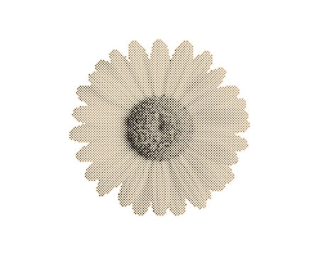 Vintage retro halftone daisy flower with circle dot pattern design. Classic stylized botanical illustration for print and digital media isolated on...