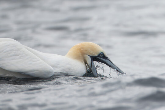 Close Up of Northern Gannet Rinsing Beak in the Sea Near Runde Island