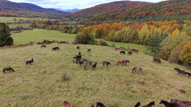 Aerial drone view of a herd of horses grazing on an autumn meadow surrounded by colorful forest and rolling hills. Peaceful countryside landscape capturing wildlife, nature and vibrant fall colors.