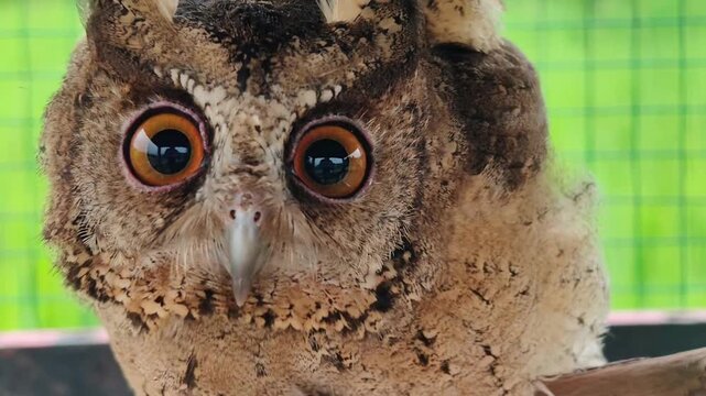 Owls' eyes are not spherical and cannot move. To see their surroundings, they rotate their heads up to 270 degrees. They also have three eyelids for various functions and excellent night vision.