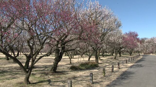偕楽園の梅の花