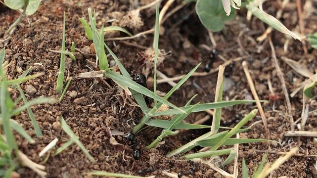 Close-up of black ants crawling on dry soil near an anthill entrance among green grass blades, macro view, Umbria, Italy
