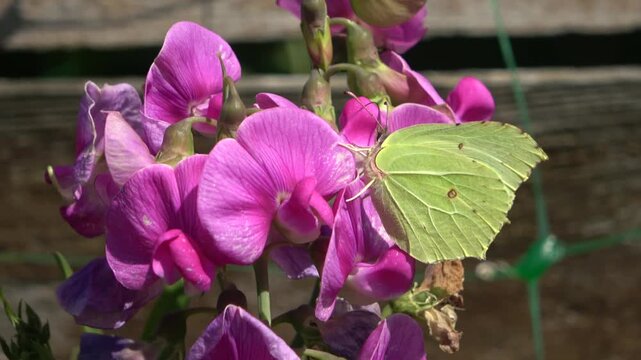 Common brimstone butterfly feeding on sweet pea flowers