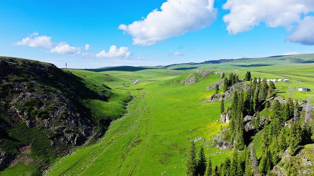 Aerial view of green valleys and spruce forests in Kalajun Grassland, Xinjiang, China.