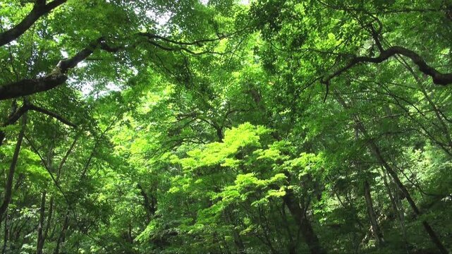 奥入瀬渓流の流れ