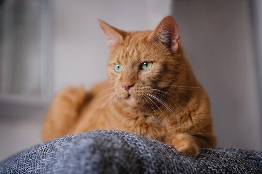Portrait of cute orange cat lying on sofa and looking away. 