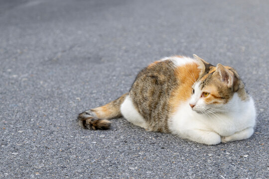 Calico cat resting comfortably on an asphalt street surface. Tricolor stray cat sitting in a loaf position on grey pavement. Cute domestic calico cat looking away while lying on the road.