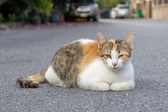 Beautiful tricolor stray cat sitting in loaf pose on public road. Front view of a cute ginger, black, and white cat looking at camera. Eye level shot of a stray calico cat sitting on grey pavement