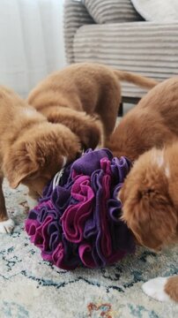 Toller Puppies Play Joyfully With A Big Fabric Treat-Dispensing Ball Filled With Food, Vertical Video