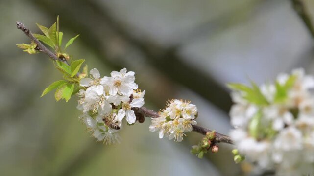 western honey bee (Apis mellifera) pollinating cherry flowers in slow motion