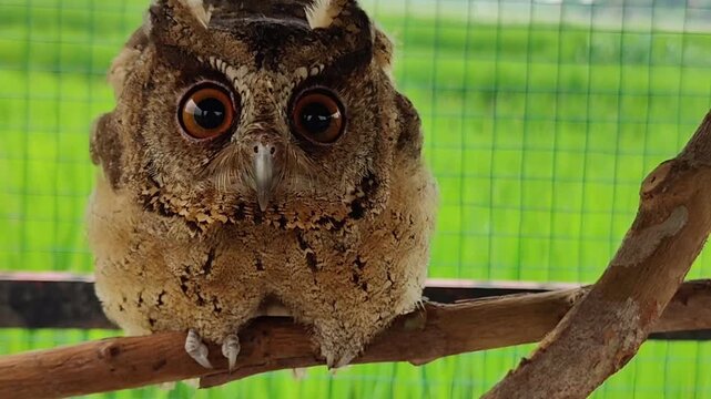 Owls' eyes are not spherical and cannot move. To see their surroundings, they rotate their heads up to 270 degrees. They also have three eyelids for various functions and excellent night vision.
