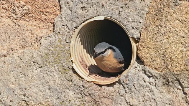 Eurasian or wood nuthatch (Sitta europaea) bird in the tube in wall