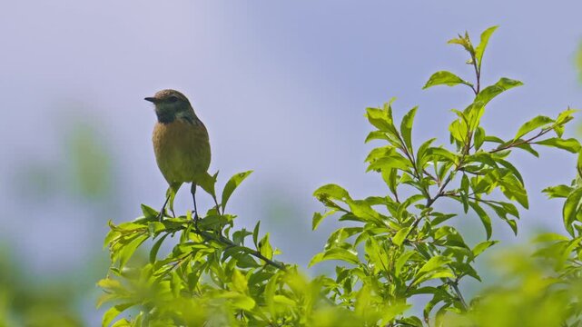 European stonechat (Saxicola rubicola) bird chirping on a branch