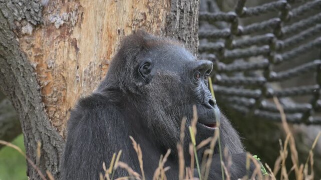 western lowland gorilla in zoo sitting and eating