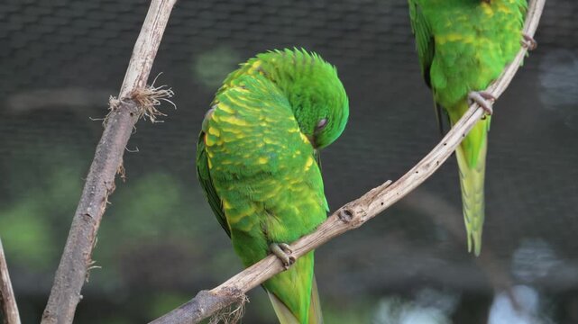 scaly-breasted lorikeet (Trichoglossus chlorolepidotus) on a branch