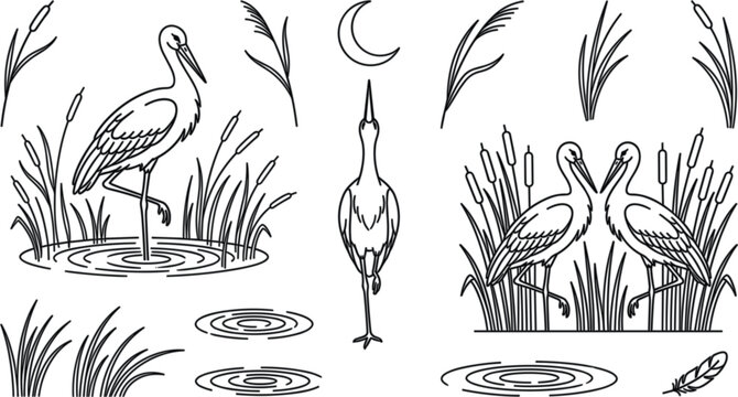 Stork bird vector set with linear swamp elements marsh reeds cattails crescent moon and water ripples illustration