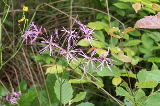 Wild Ragged Robin (Silene flos cuculi) with delicate pink flowers blooming naturally in a forest meadow during the summer season.