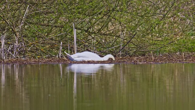mute swan (Cygnus olor) bird diving head for food in vegetation