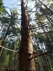 Fototapeta premium Low angle view of a spruce tree trunk with dry branches in a dense evergreen forest. Tall conifer trees illuminated by sunlight create a peaceful woodland atmosphere, showcasing natural forest