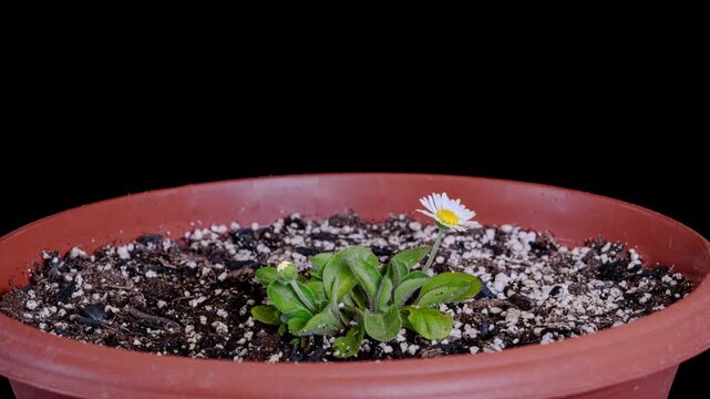 daisy flowers growing, opening, moving and resting in day night cycles timelapse