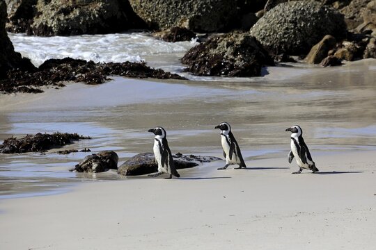 African penguin (Spheniscus demersus), adult, group, three penguins, on the beach, walking, Boulders Beach, Simonstown, Western Cape, South Africa