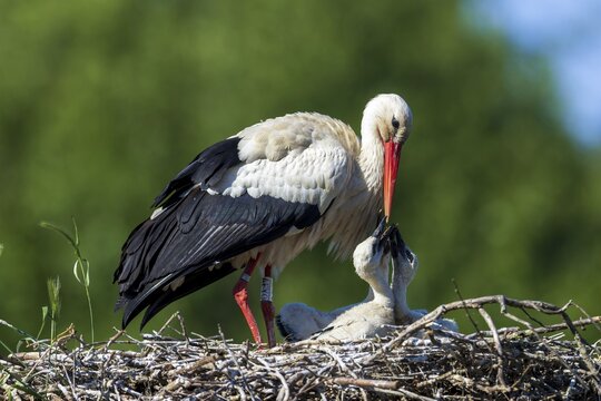 Parent stork showing affection to its chick in a nest surrounded by greenery, White Stork (Ciconia ciconia), wildlife, Germany