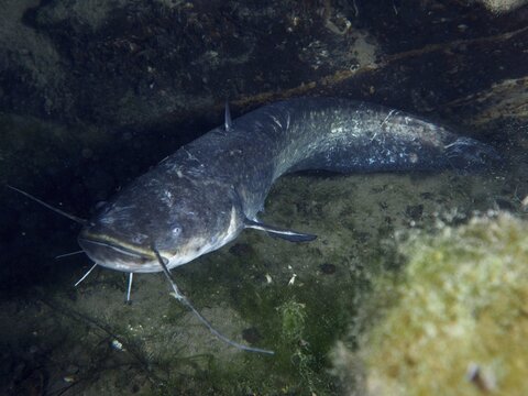 Catfish (Silurus glanis), Waller, swims at night over a stony underground under water, dive site Klosterinsel, Rheinau, Canton Zurich, Rhine, High Rhine, Switzerland, Germany