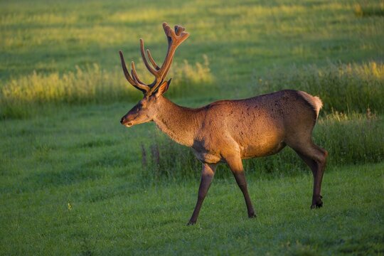 An Altai maral stag, Altai wapiti or Altai elk (Cervus canadensis sibiricus) stands in a meadow in the first light of the day