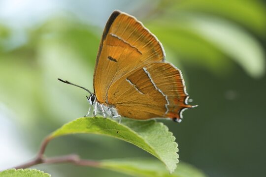 Birch tip, kidney spot, thecla betulae, brown hairstreak, butterfly, female, insects, butterfly, butterflies, butterflies, female
